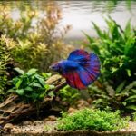 A betta fish as a pet swimming in a planted aquarium with flowing fins
