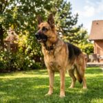 A german shepherd as a pet standing alert in a backyard on a sunny day