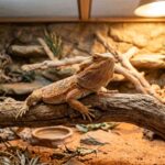 A bearded dragon as a pet perched on a branch inside a warm, well-lit terrarium